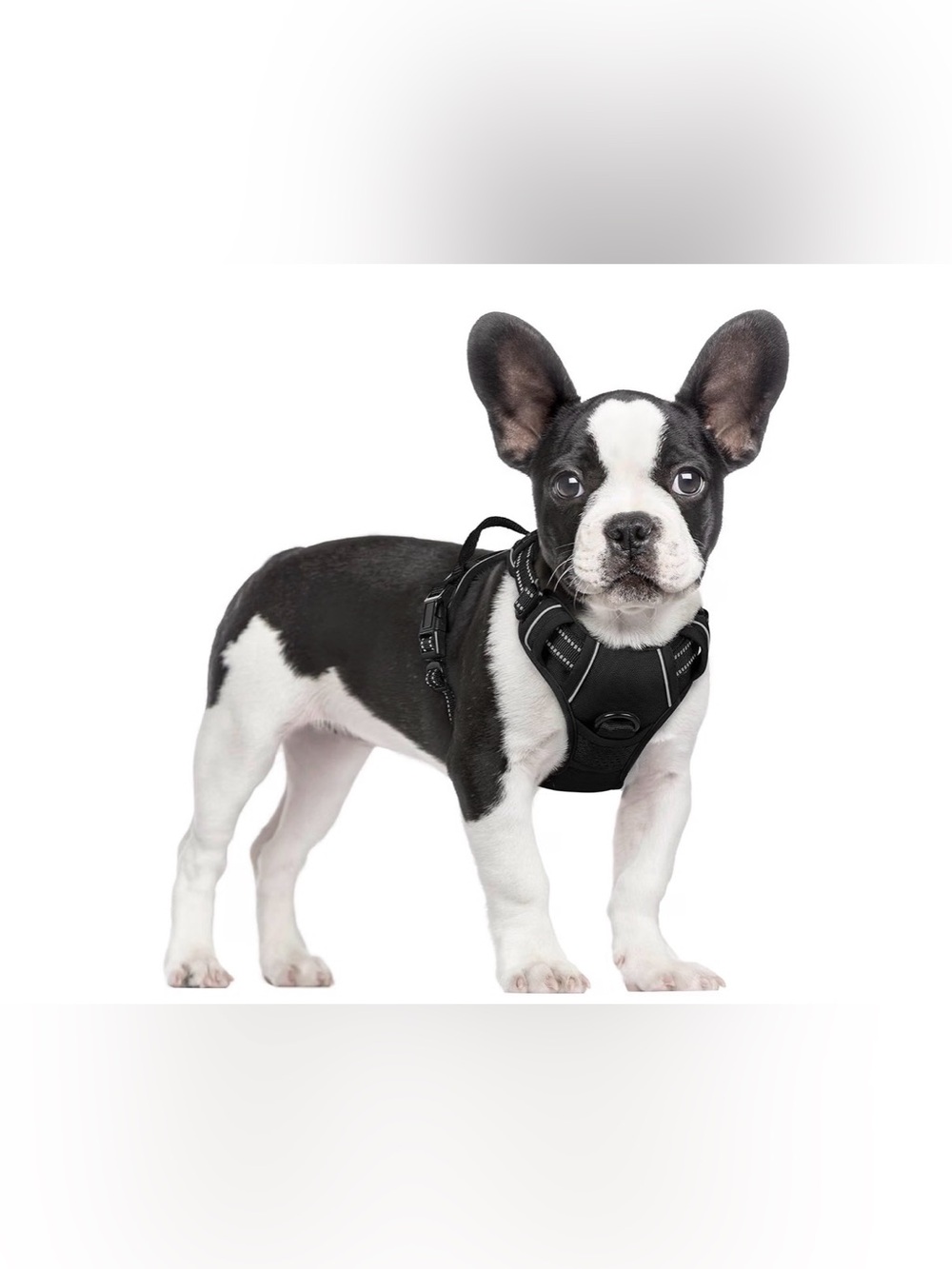 rabbitgoo Dog Harness, No Pull for Small Dogs with 2 Leash Clips